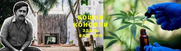 прущие грибы Инта